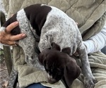 Small Photo #5 German Shorthaired Pointer-German Wirehaired Pointer Mix Puppy For Sale in DEFUNIAK SPRINGS, FL, USA