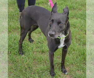 Pancake - Female German Shepherd Dog-Unknown Mix Dog for Adoption - Photo #4