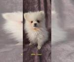 Puppy Eowyn AKC Pomeranian