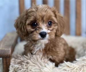 Cavapoo Puppy for sale in DUNDEE, OH, USA