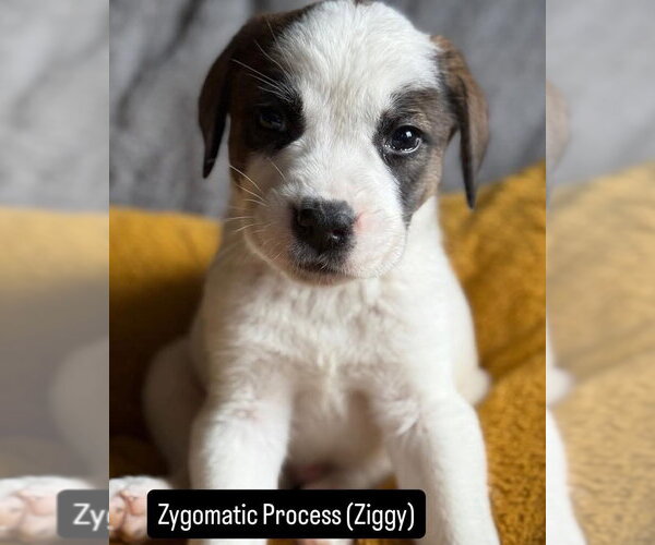Medium Photo #2 Mutt Puppy For Sale in Duluth, MN, USA