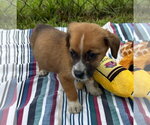 Small #2 Bulldog-Labrador Retriever Mix