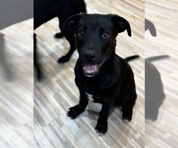 Medium Photo #1 Labrador Retriever-Unknown Mix Puppy For Sale in Salt Lake City, UT, USA