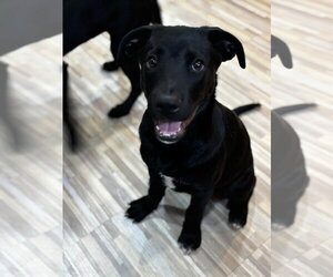 Labrador Retriever-Unknown Mix Dogs for adoption in Salt Lake City, UT, USA