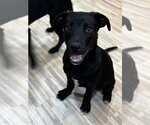 Small Labrador Retriever Mix