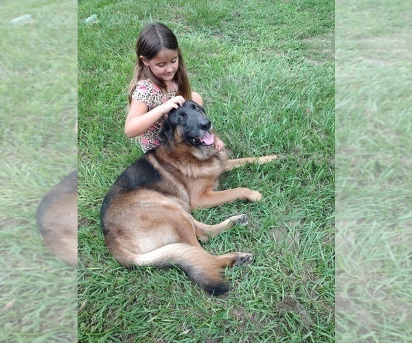 Medium Photo #1 German Shepherd Dog Puppy For Sale in NEW PORT RICHEY, FL, USA