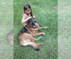 Father of the German Shepherd Dog puppies born on 02/22/2025