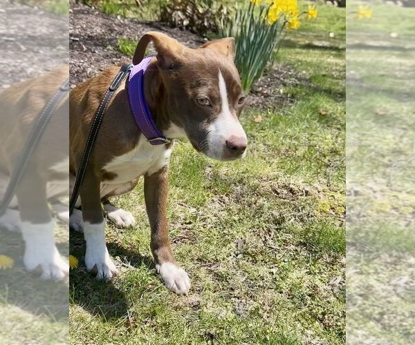 Medium Photo #4 American Pit Bull Terrier-Unknown Mix Puppy For Sale in Brewster, NY, USA