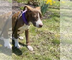 Small #3 American Pit Bull Terrier Mix