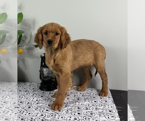 Golden Cavalier Puppy for sale in FRANKLIN, IN, USA