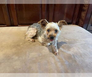 Mutt Dogs for adoption in Gulfport, MI, USA