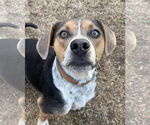 Small #14 Mountain Cur Mix