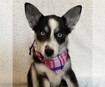 Small Photo #1 Pomsky Puppy For Sale in HOWLAND, OH, USA