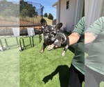 Small Photo #17 French Bulldog Puppy For Sale in PLEASANTON, CA, USA