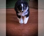 Small Photo #1 Australian Shepherd Puppy For Sale in HORN LAKE, MS, USA