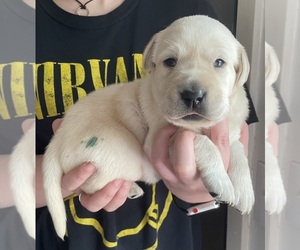 Labrador Retriever Puppy for sale in OSYKA, MS, USA
