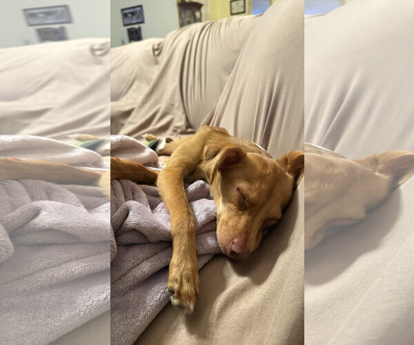 Medium Photo #2 Chihuahua-Unknown Mix Puppy For Sale in Holly Springs, NC, USA