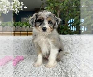 Aussiedoodle Miniature Puppy for sale in GREENFIELD, IN, USA