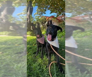 RACHEL, MONICA, & MENUSH - Female Mutt Dog for Adoption - Photo #3
