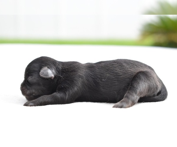 Medium Photo #5 Shih Tzu Puppy For Sale in PALM COAST, FL, USA