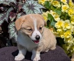 Small Photo #47 Pembroke Welsh Corgi Puppy For Sale in GOSHEN, IN, USA