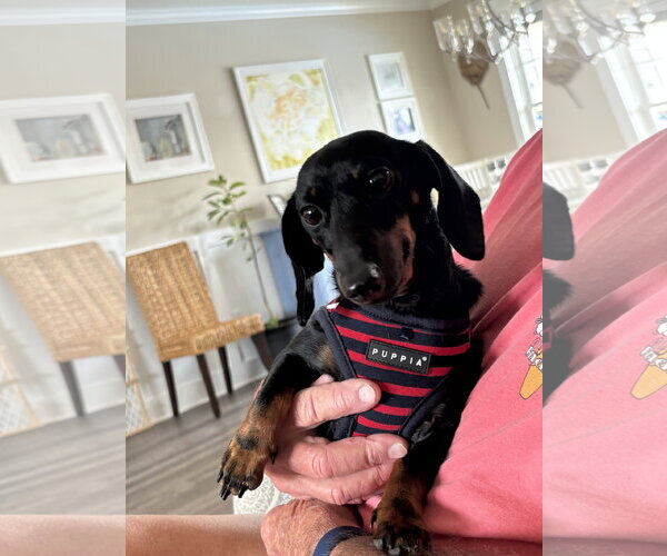 Medium Photo #2 Dachshund Puppy For Sale in Fruitland, SC, USA