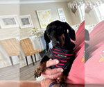Small #1 Dachshund