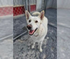 Toby GSD - Male German Shepherd Dog Dog for Adoption - Photo #2
