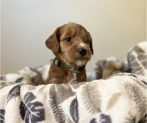 Medium Photo #1 Goldendoodle (Miniature) Puppy For Sale in MANTECA, CA, USA