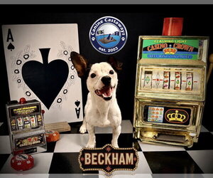 Beckham - Male Jack Russell Terrier Dog for Adoption - Photo #4