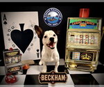 Small #3 Jack Russell Terrier