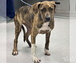 Small #2 Boxer-Plott Hound Mix