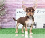 Small Photo #2 Chihuahua Puppy For Sale in BEL AIR, MD, USA