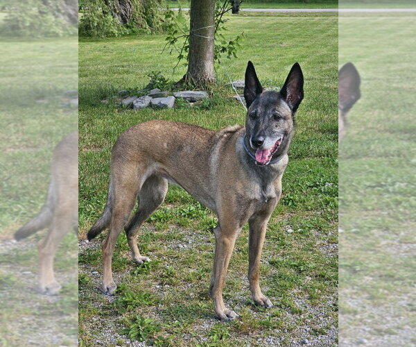 Medium Photo #11 Mutt Puppy For Sale in Stevens Point, WI, USA