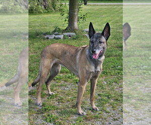 Tilly Female, SC. - Female Mutt Dog for Adoption - Photo #11
