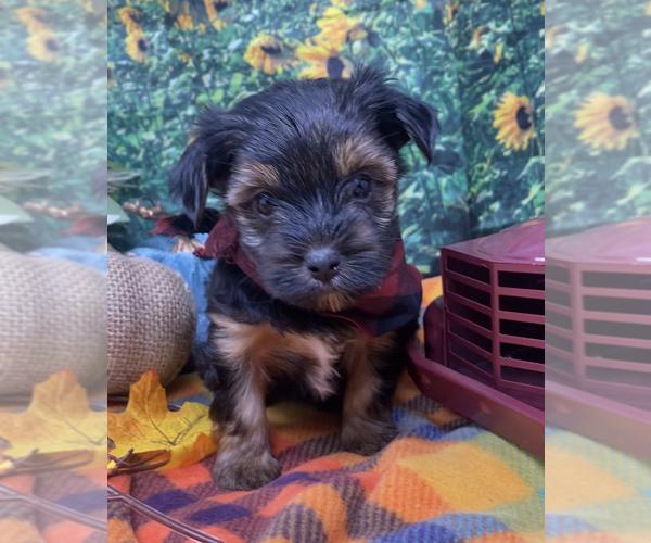 Medium Photo #24 Shorkie Tzu Puppy For Sale in SELLERSBURG, IN, USA