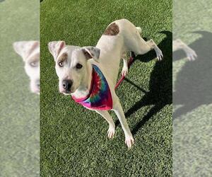 Labrador Retriever-Unknown Mix Dogs for adoption in Baytown, TX, USA