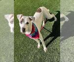 Small Labrador Retriever Mix