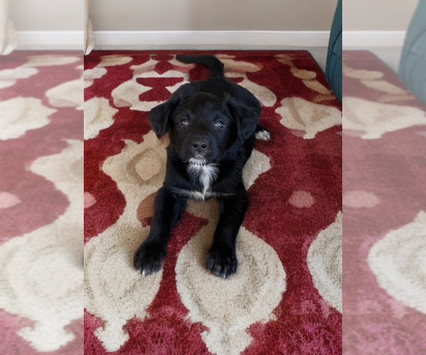 Medium Photo #1 Sheprador Puppy For Sale in Phoenix, AZ, USA
