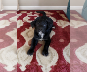 Sheprador Dogs for adoption in Phoenix, AZ, USA