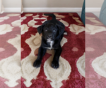 Small Sheprador