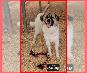 Bailey - Female Anatolian Pyrenees Dog for Adoption - Photo #2