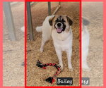 Small Photo #2 Anatolian Pyrenees Puppy For Sale in Granbury, TX, USA
