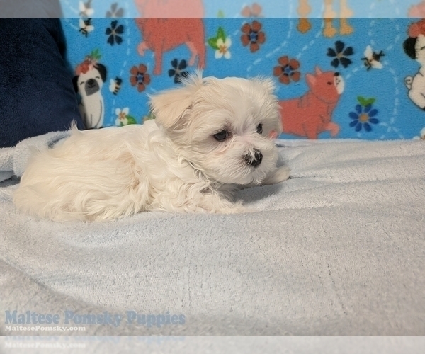 Medium Photo #3 Maltese Puppy For Sale in OCALA, FL, USA