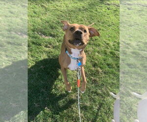 Arty - Female Boxer-Unknown Mix Dog for Adoption - Photo #6