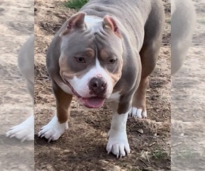 Mother of the American Bully puppies born on 07/21/2022
