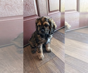 Cocker Spaniel Puppy for sale in HILTON, NY, USA