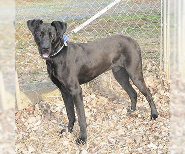 Medium Photo #1 Great Dane-Unknown Mix Puppy For Sale in Lake Wylie, SC, USA