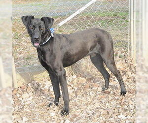Great Dane-Unknown Mix Dogs for adoption in Lake Wylie, SC, USA