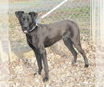Small Great Dane Mix